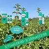 310 ハッカ油セット メンタブ付